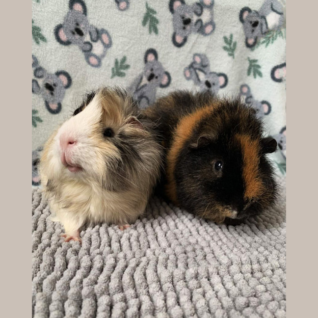 Photo of Hamlet And Horatio