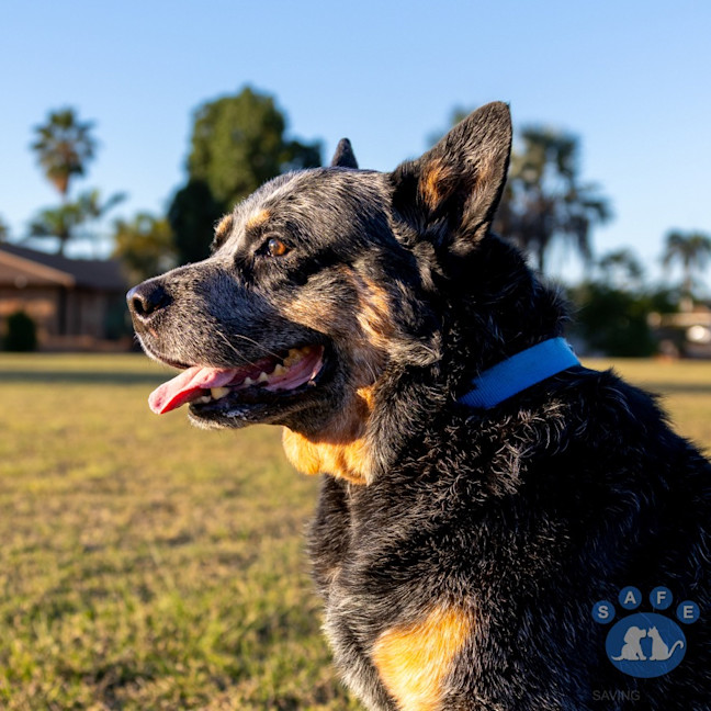 Photo of Tex