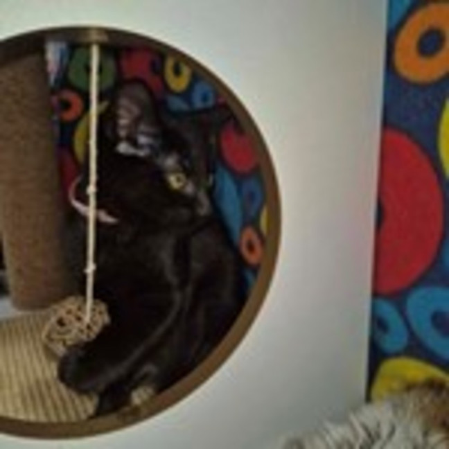 Photo of Guiseppina **2nd Chance Cat Rescue**
