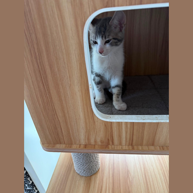 Photo of Herb Meet Me@Petstock Keysborough Store