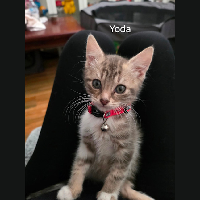 Photo of Yoda
