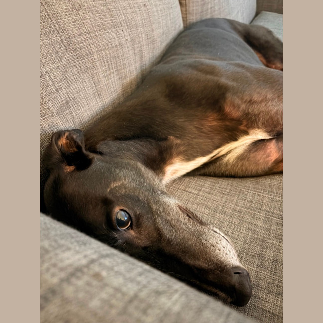 Photo of Sully