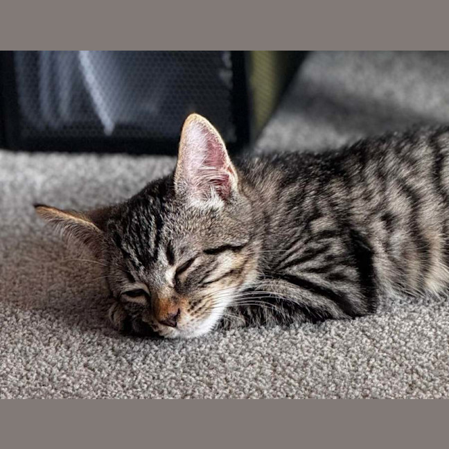 Photo of Coco 