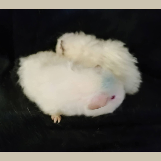 Photo of Leila & Blondie