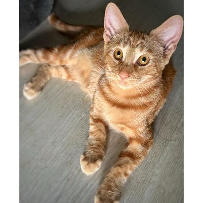 Photo of 11831   Kili