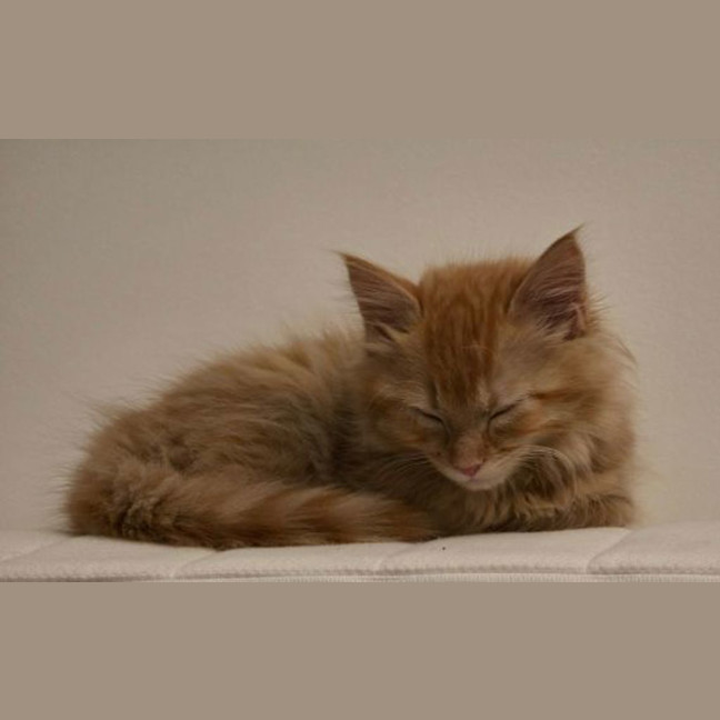 Photo of Ziva