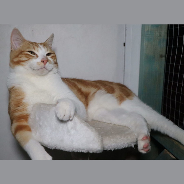 Photo of Tommee Available At Pet Quarters Glendale