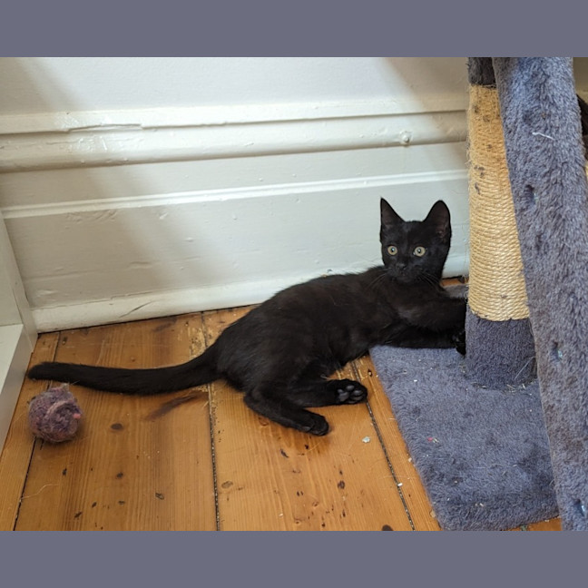 Photo of Midnight