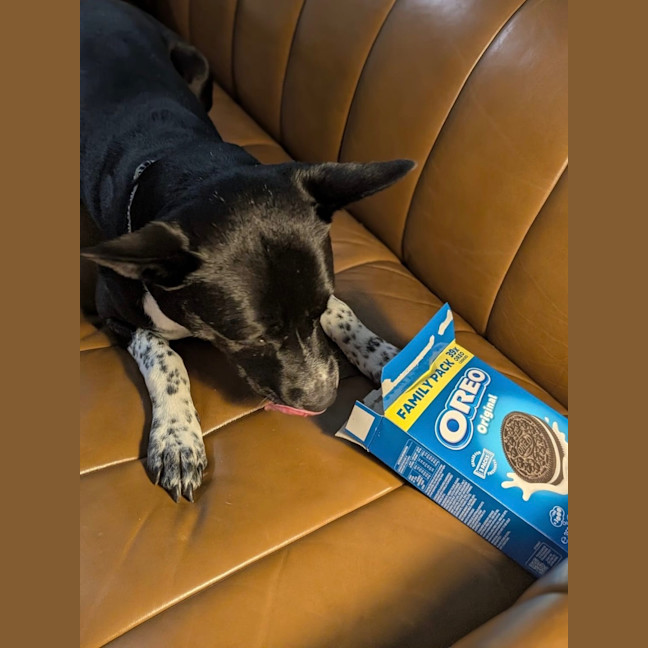 Photo of Oreo