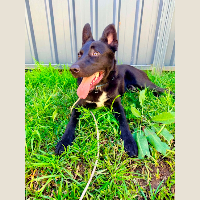 Photo of Choppa