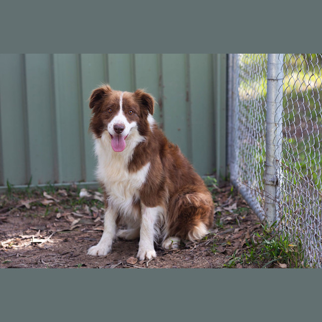 Photo of Rusty