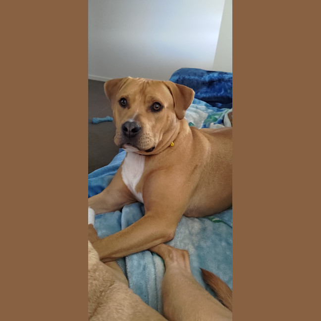 Photo of Shadow