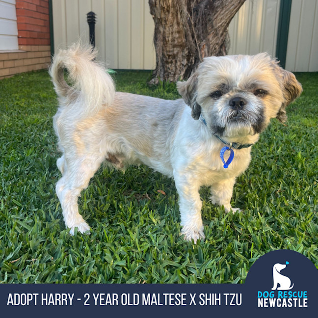 Photo of Harry   2 Year Old Maltese X Shih Tzu