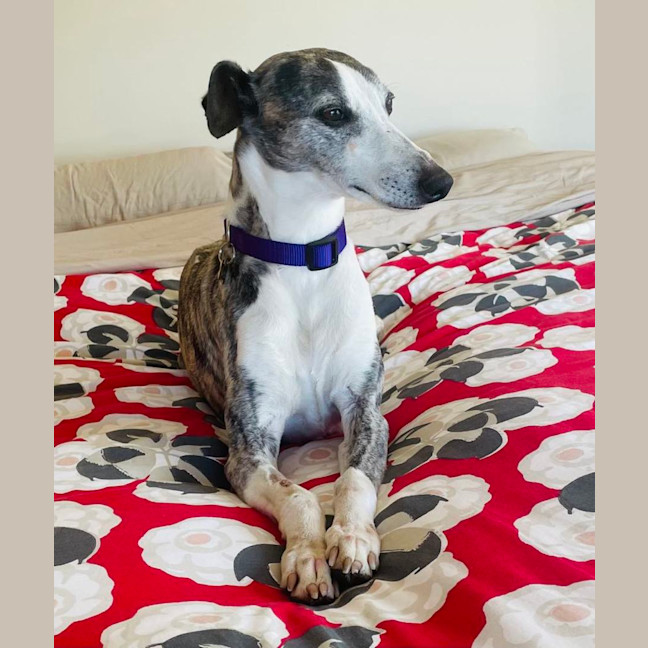 Photo of Ren   Tiny Whippet