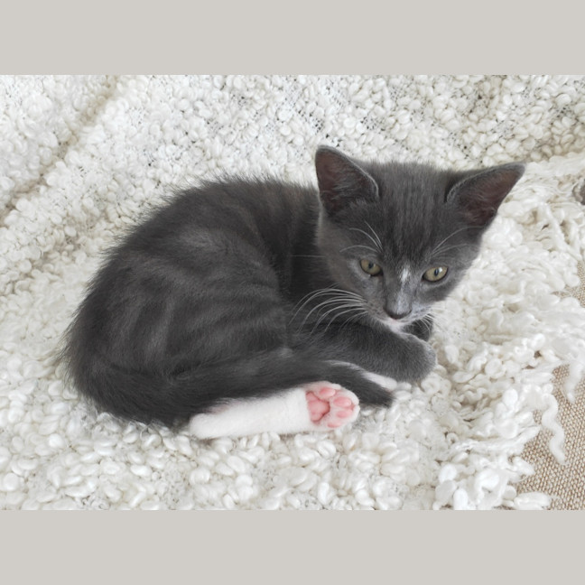 Photo of Mr. Cat