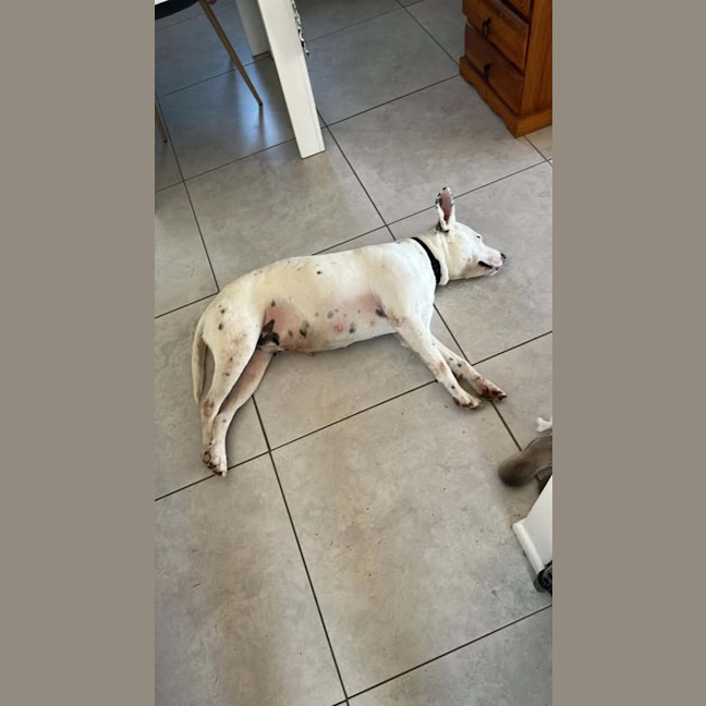 Photo of Nala