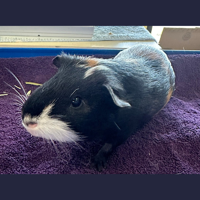 Photo of Batty (Bonded With Dexter And Gomez)