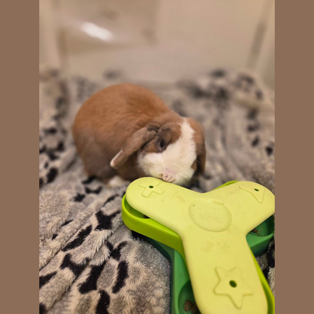 Photo of Snuggles