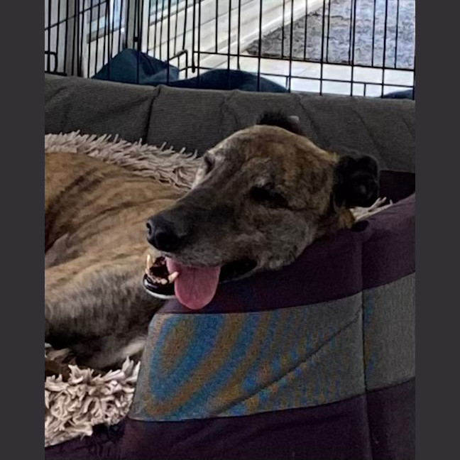 Photo of Brinny The Greyhound