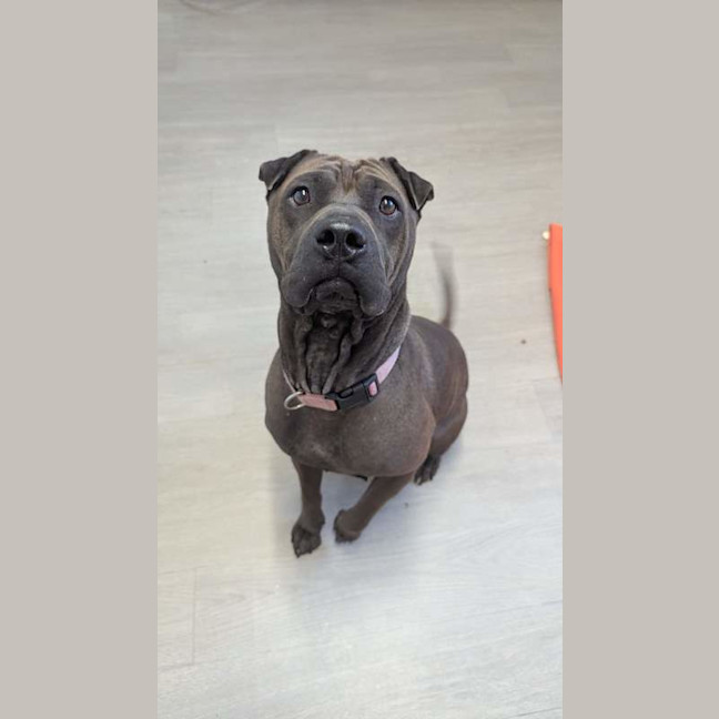 Photo of Penny
