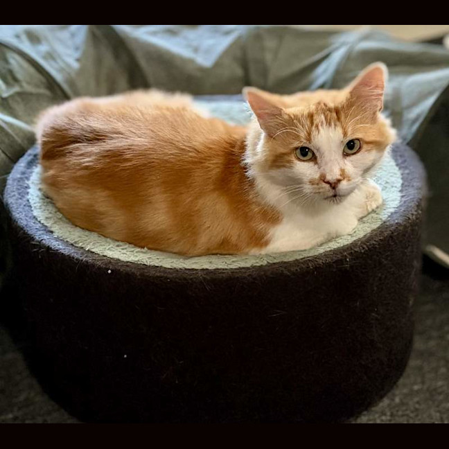 Photo of Nacho