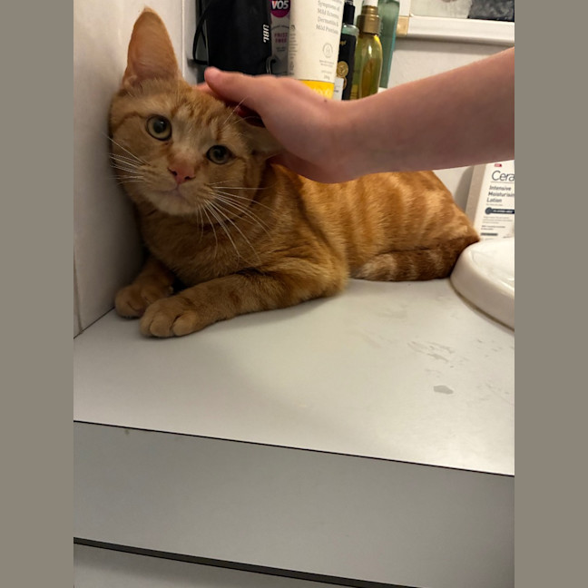 Photo of Gizmo