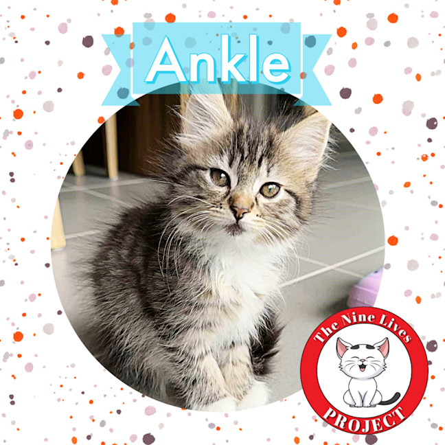 Photo of Ankle *9 Lives Project Rescue*
