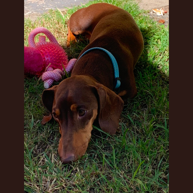 Photo of Loki   4 Year Old Miniature Dachshund