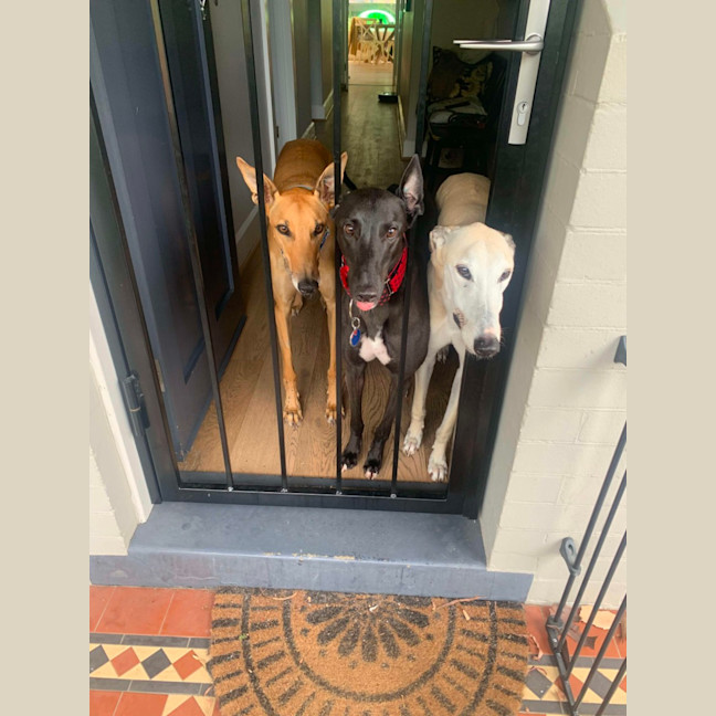 Photo of Rusty, The Greyhound