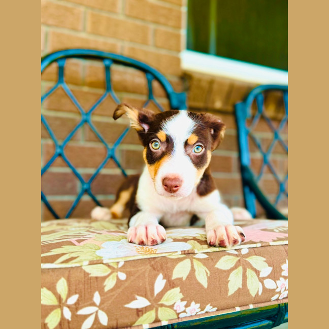 Photo of Coco Pops 