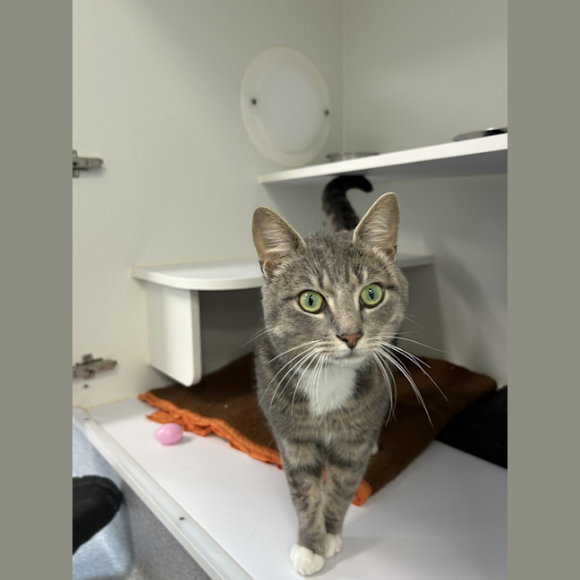Photo of Merlin