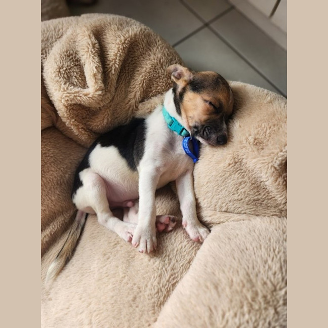 Photo of Atreyu   9 Week Old Jack Russell Terrier