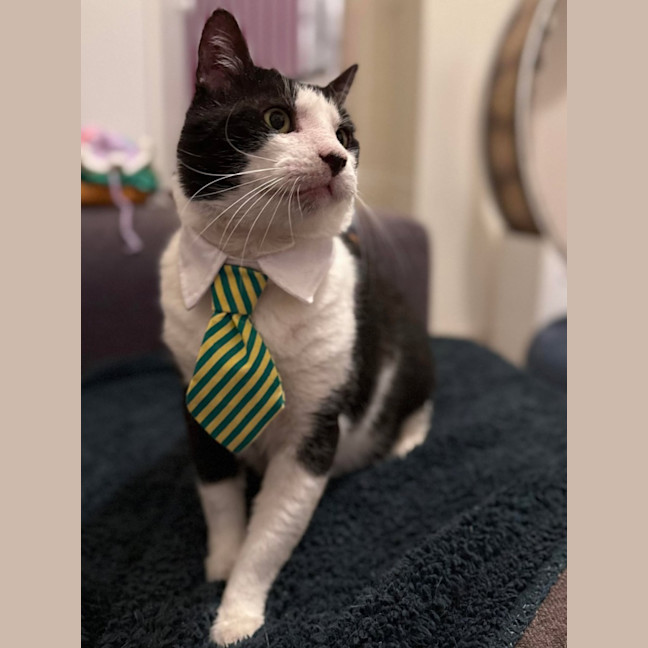 Photo of Carl   In Foster Care In Tranvancore