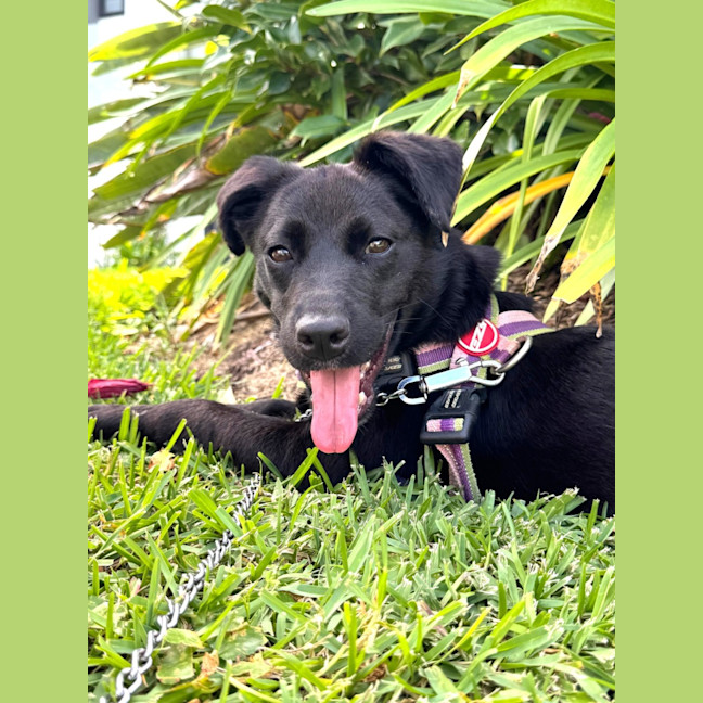 Photo of Chilli   3 Year Old Mixed Breed