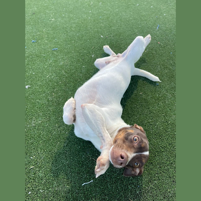 Photo of Nemo Imp 1733