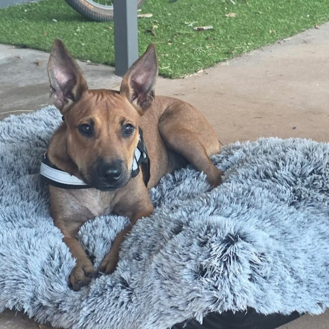 Photo of Arlo
