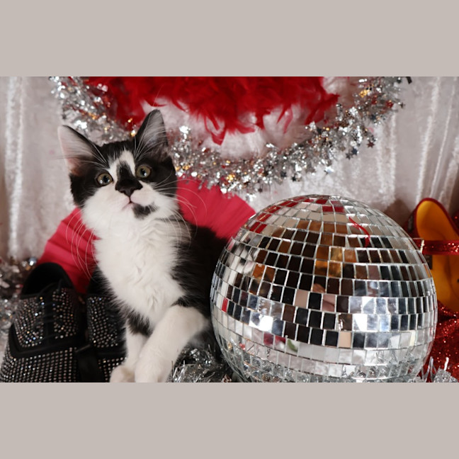 Photo of Tango