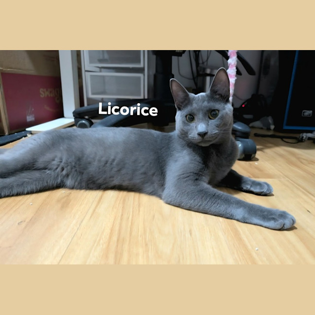 Photo of Licorice