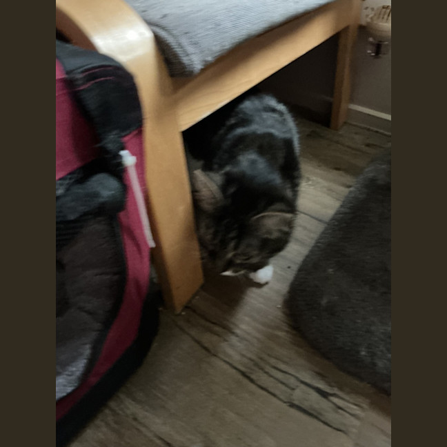 Photo of Tuxy