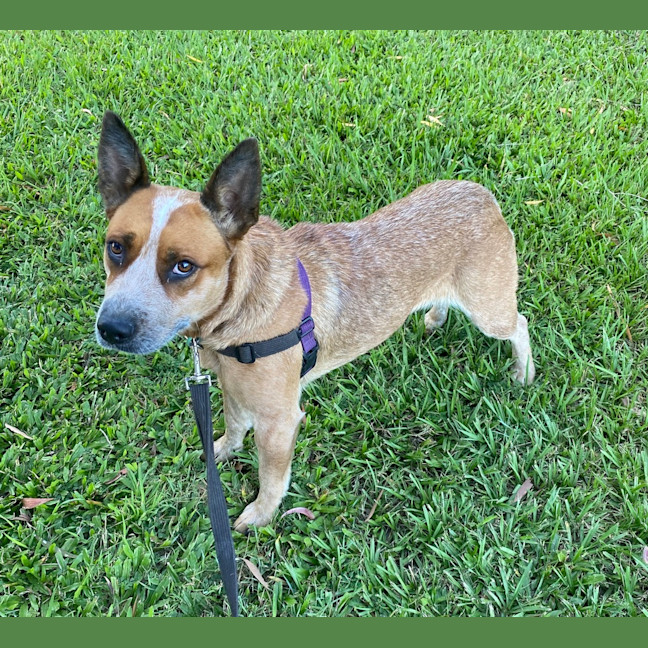 Photo of Pepsi