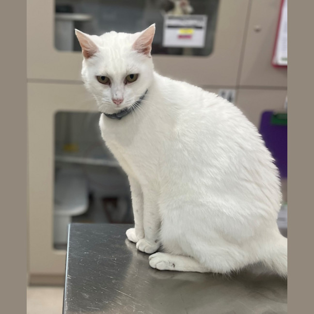 Photo of Moffy (0899)