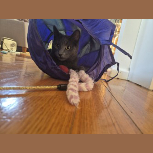 Photo of Blue