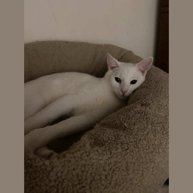 Photo of Koko