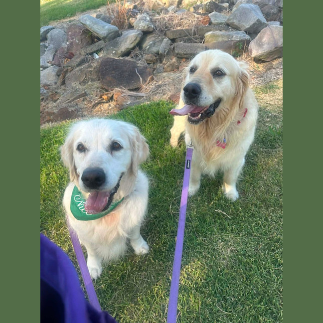 Photo of Max   8 Year Old Golden Retriever