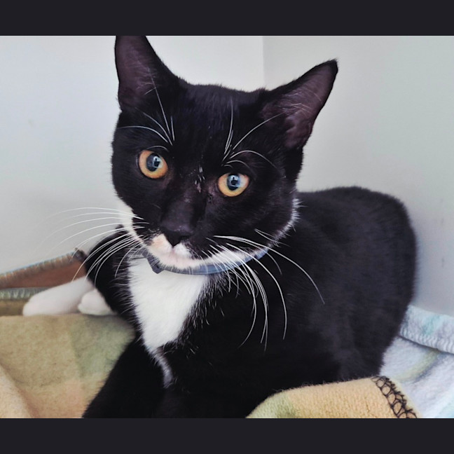 Photo of Riley (9032)