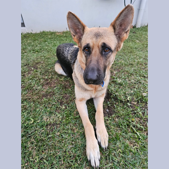 Photo of Luna
