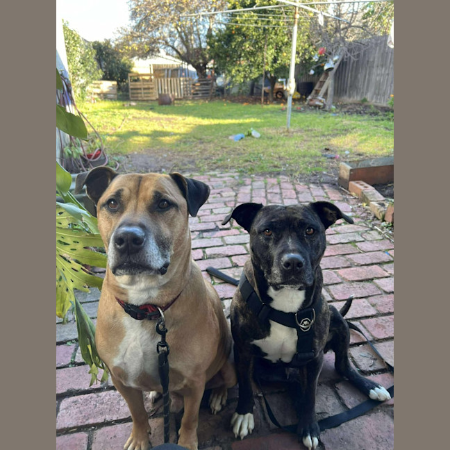 Photo of Hooch