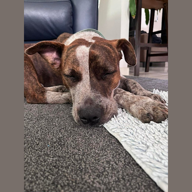 Photo of Maple