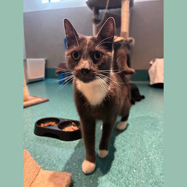 Photo of Sox