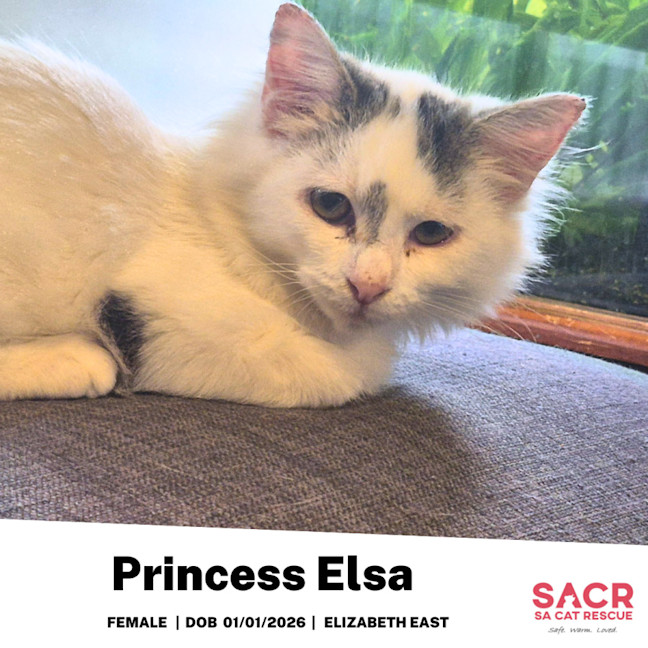 Photo of Princess Elsa
